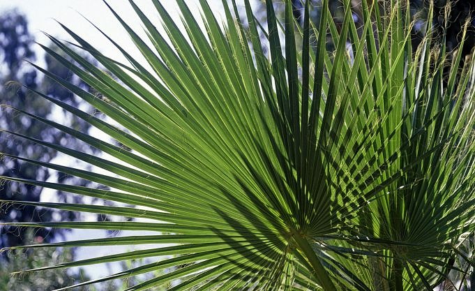 Palme Gegen Palmetto-Baum. Was Ist Der Unterschied? Mit Bildern